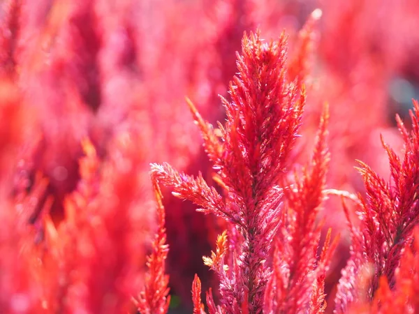 コック櫛 フォックスタイルのアマランス 赤色のセロシアの引数Amaranthaceae自然背景の庭で咲く花 セロシアの急落 プルドセルシア ウールの花 — ストック写真