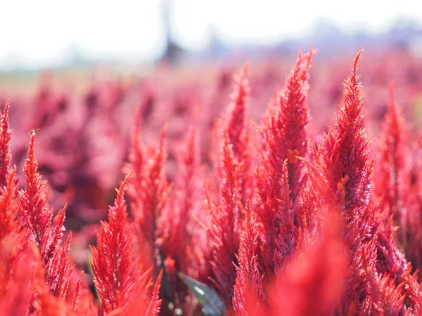 Grzebień Fiuta Foxtail Amaranth Czerwony Kolor Celuloza Argentea Amaranthaceae Kwiaty — Zdjęcie stockowe