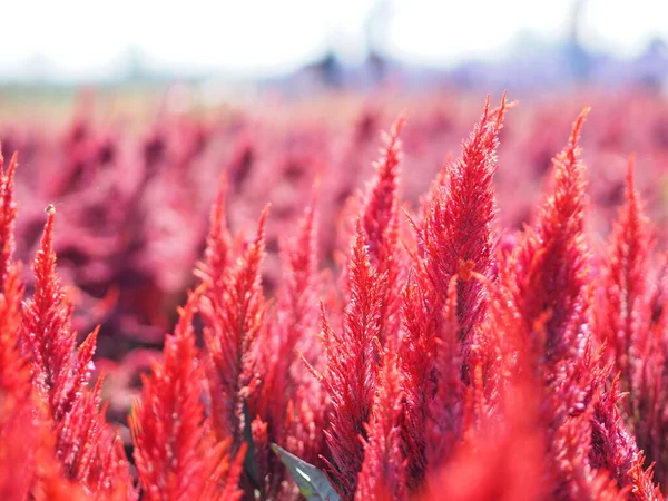 Penis tarak, tilki kuyruğu araranth, kırmızı renk Celosia argentea AMARANTHACEAE çiçekleri bahçede çiçek açıyor arka planda bulanık Celosia tesisatı, Plumed Celusia, yün çiçeği