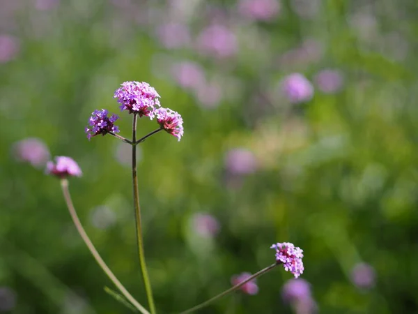 Βερμπένα Μπουκέτο Μικρό Βιολετί Λουλούδι Που Ανθίζει Στον Κήπο Θολό — Φωτογραφία Αρχείου