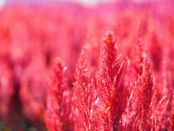 Hähne Kamm Fuchsschwanz Amaranth Rote Farbe Celosia Argentea Amaranthaceae Blumen — Stockfoto