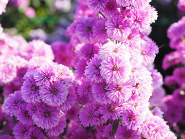 Bahçede açan yumuşak, pembe çiçek. Doğanın arka planında bulanık.