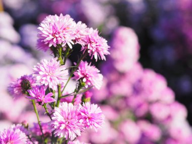 Bahçede açan yumuşak, pembe çiçek. Doğanın arka planında bulanık.