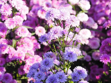 Marguerite yumuşak menekşe çiçeği bahçede çiçek açıyor. Doğanın arka planı bulanık.