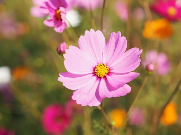 Розовый Цветок Серы Космос Мексиканские Цветы Астер Цветут Красиво Весной — стоковое фото