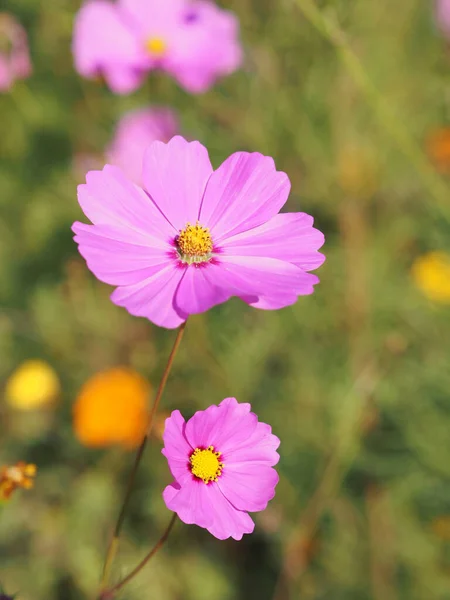 Rosa Farbe Blume Schwefel Kosmos Mexikanische Asterblumen Blühen Schön Frühling — Stockfoto