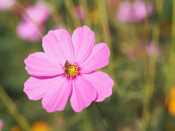 Pink Color Flower Sulfur Cosmos Mexican Aster Flowers Blooming Beautifully — Stock Photo, Image