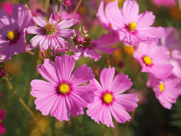 Miękki Różowy Kolor Kwiat Siarka Cosmos Meksykańskie Aster Kwiaty Kwitną — Zdjęcie stockowe