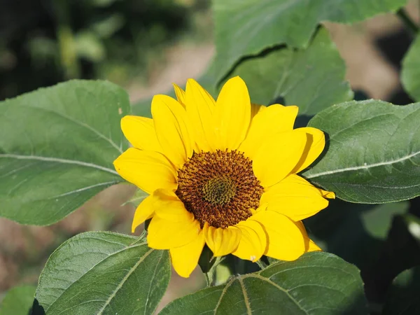 Pianta Girasole Piccolo Fiore Giallo Che Fiorisce Giardino Sfocato Sfondo — Foto Stock