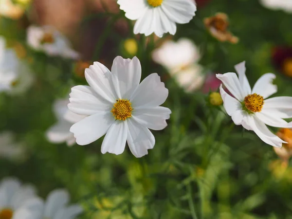 Beyaz Renk Çiçek Sülfür Kozmos Meksika Aster Çiçekleri Bahçede Güzel — Stok fotoğraf