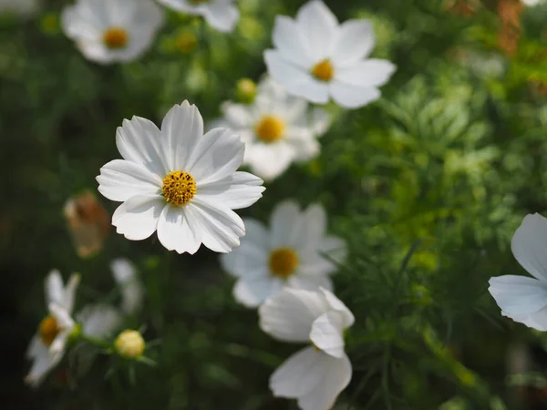 Beyaz Renk Çiçek Sülfür Kozmos Meksika Aster Çiçekleri Bahçede Güzel — Stok fotoğraf