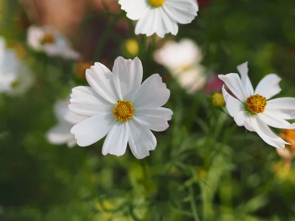 Beyaz Renk Çiçek Sülfür Kozmos Meksika Aster Çiçekleri Bahçede Güzel — Stok fotoğraf