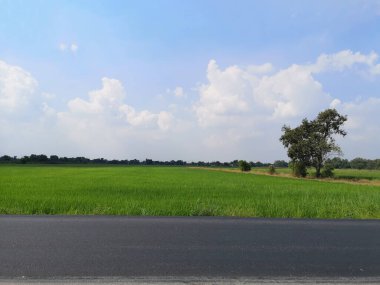 Asfalt döşeme taşı siyah, rengarenk yüzey yolu, asfalt döşeme malzemesi, asfalt dokuma malzemesi, tarla bitkisinde yeşil çeltik pilavı, Yasemin çalı ağacı dokusu arka planda, mavi gökyüzünde bulutlu.