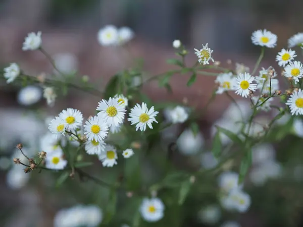 Papatya Bellis Perennis Beyaz Sarı Çiçek Bahçede Çiçek Açıyor Fotokopi — Stok fotoğraf