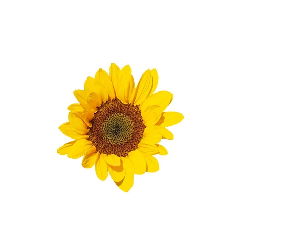 孤立した黄色の花のひまわり 白い背景に輪郭をカット — ストック写真