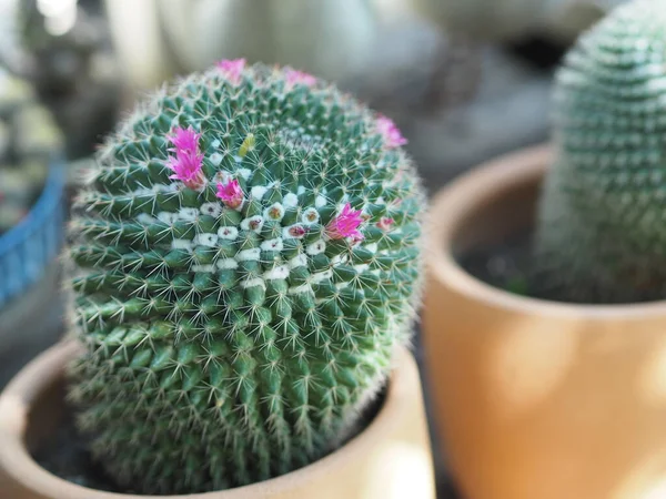 Cactus Árbol Tronco Verde Tiene Puntas Afiladas Alrededor Floración Con —  Fotos de Stock