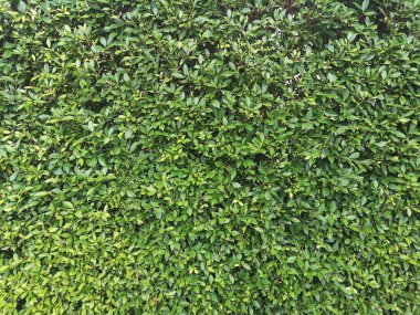 Kore Banyan Ağacı, Ficus annulate, Tracheophyta, Magnoliopsida, Moraceae Yeşil yapraklı çalılık arka plan çiti