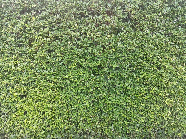 韓国のガジュマルの木 フィカスの木 Tracheophyta Magnoliopsida Moraceae緑の葉ブッシュの木の自然背景フェンス — ストック写真