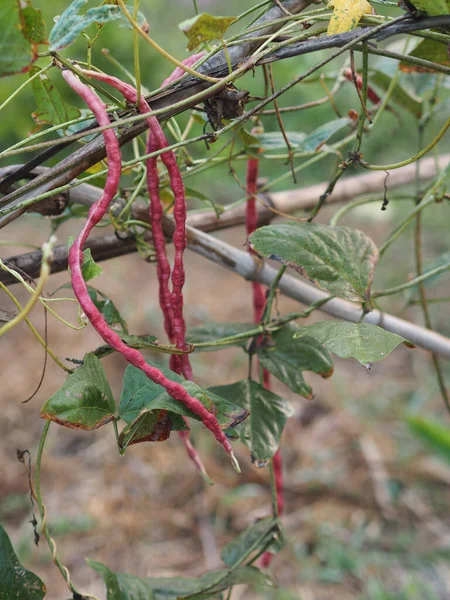 Vigna Unguiculata Sesquipedalis Sesquipedalis Magnoliophyta Fabaceae Vegetal Rojo Yard Long —  Fotos de Stock