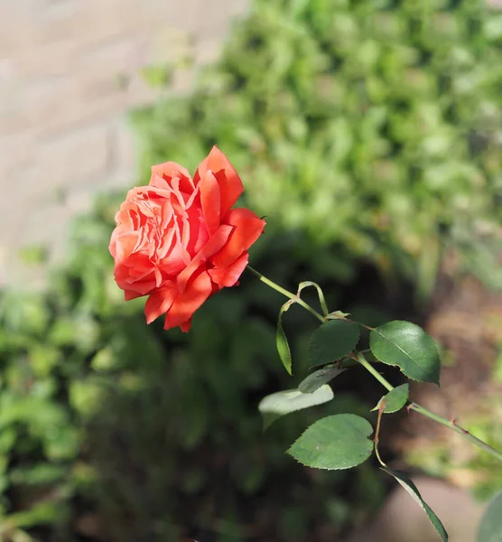 Róża Stary Róża Kolor Kwiat Kwitnący Ogrodzie Rozmazane Tła Natury — Zdjęcie stockowe