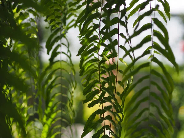タイガーシダ Lomariopsidaceae ネフロリスSp 品種庭で観賞用植物に植えられ 鉢植えをぶら下げています ネフロピス エクサルタータ ショットCv Bostoniensis Variegata — ストック写真
