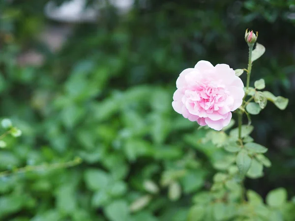 Różowy Róża Kwiat Układ Piękny Bukiet Rozmyte Natura Tło Symbol — Zdjęcie stockowe