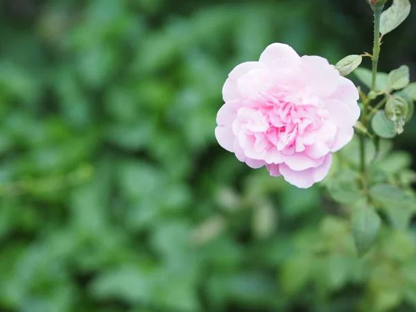 Różowy Róża Kwiat Układ Piękny Bukiet Rozmyte Natura Tło Symbol — Zdjęcie stockowe