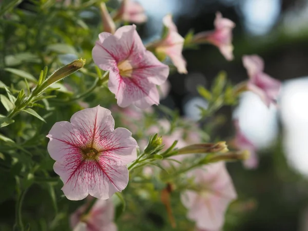 흔들거리는 분홍색 캐스케이드 솔라나 Solanaceae 페튜니아 잡종빌 Petunia Hybrid Vilm — 스톡 사진