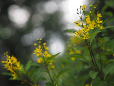 Galphimia, Altın Duş, Thryallis glauca Bahçede açan sarı çiçek