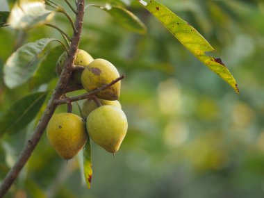 Bahçedeki ağaçtaki şeftali sarısı meyve. Arka planda bulanık.