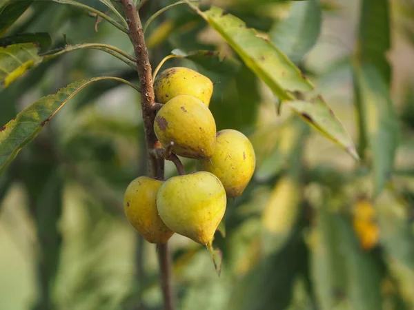 Pêssego Fruta Amarela Árvore Jardim Desfocado Fundo Natureza — Fotografia de Stock