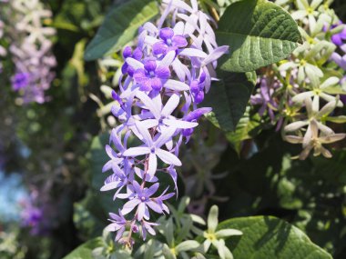 Mor Çelenk, Kraliçe 'nin Çelengi, Zımpara Kağıdı Sarmaşığı, Petrea hacidi çiçekleri. Bahçede çiçek açan güzel demet.