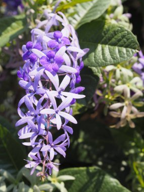 Mor Çelenk, Kraliçe 'nin Çelengi, Zımpara Kağıdı Sarmaşığı, Petrea hacidi çiçekleri. Bahçede çiçek açan güzel demet.