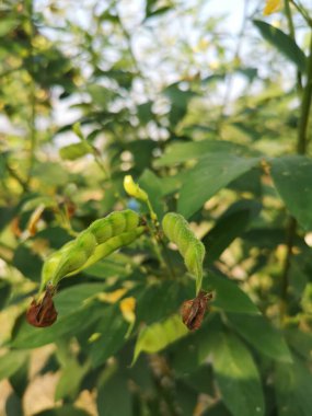 Cajanus canja L Millsp, Leguminosae ailesine ya da Kadios adına ait güvercin bezelyesi. Genç kapsüller yeşil olduğunda, yaşlıların üzerindeki kırmızı şeritler kahverengi olacak, doğada yetişen bitkiler.