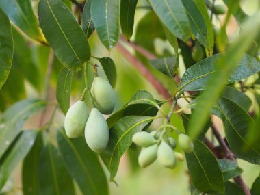 Thai Plango, Altın ejder, Tatlı Sarı Marian eriği, akçaağaç ağacında taze taze olgunlaşmış,