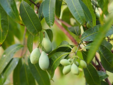 Thai Plango, Altın ejder, Tatlı Sarı Marian eriği, akçaağaç ağacında taze taze olgunlaşmış,