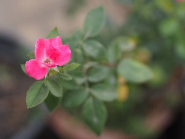 Pembe gül çiçek aranjmanı. Bahçede açan güzel buket. Arka plan bulanık.