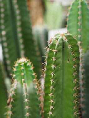 Kaktüs ağacının yeşil gövdesinde plastik kaplarda açan sivri dikenler var.