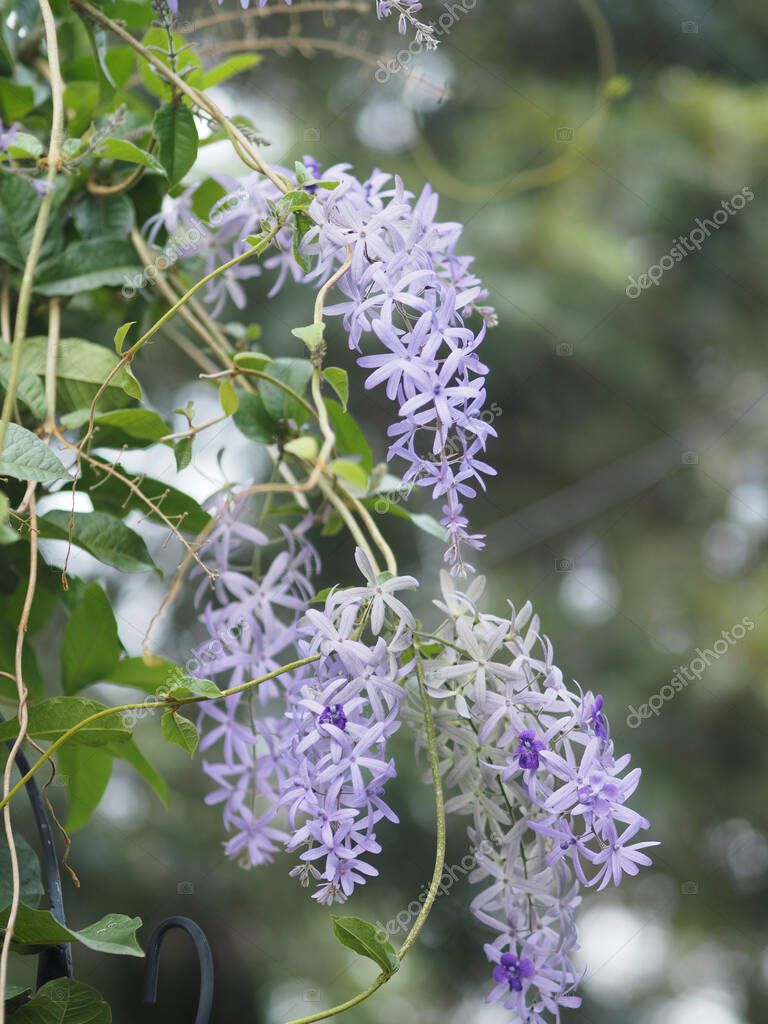 Corona púrpura, corona de la reina, lija vid, flor de Petrea volubilis