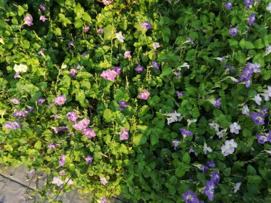 Mor çiçekli sürüngen yüksük otu, asistasya gangetica Anderson Acanthaceae Meydanı gövdesi toprak yüzeyinde kızarır.