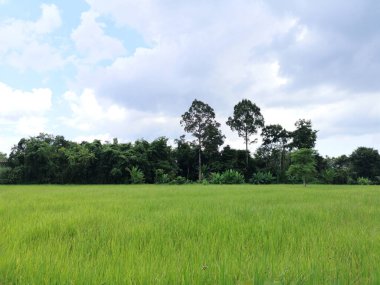 Yeşil çeltik pilavı tarlada, Yasemin pilavı çalılıklarda, bulutlu gökyüzü doğa arka planında