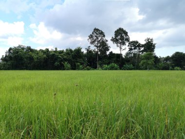 Yeşil çeltik pilavı tarlada, Yasemin pilavı çalılıklarda, bulutlu gökyüzü doğa arka planında
