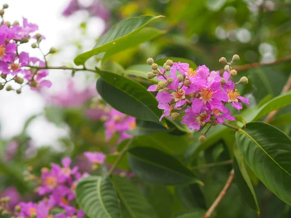 Bungor Lagerstroemia Floribunda Jack Blume Violette Arbre Fleurs Dans Jardin — Photo