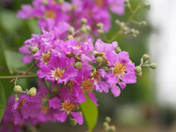Bungor Lagerstroemia Floribunda Jack Blume Violett Blühender Baum Garten Natur — Stockfoto