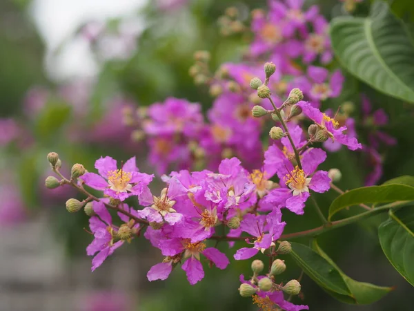 Bungor Lagerstroemia Floribunda Jack Blume Violette Arbre Fleurs Dans Jardin — Photo