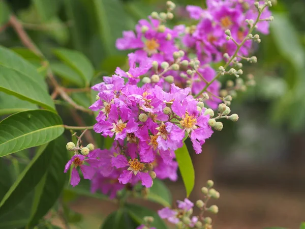 Bungor Lagerstroemia Floribunda Jack Blume Violet Flower Tree Garden Nature — Stock Photo, Image