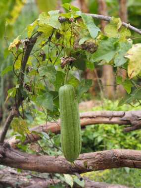 Luffa acutangular, Cucurbitaceae yeşil sebzeler bahçede taze ve doğa arka planında