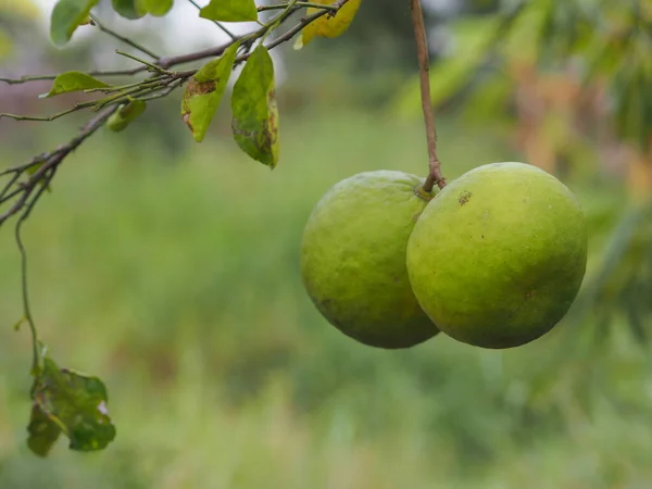 Limone Sull Albero Sfocato Sfondo Naturale Pianta Sapore Aspro Frutta — Foto Stock