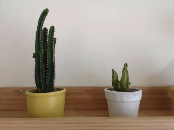 Cactus Árvore Tronco Verde Tem Picos Afiados Redor Com Flor — Fotografia de Stock