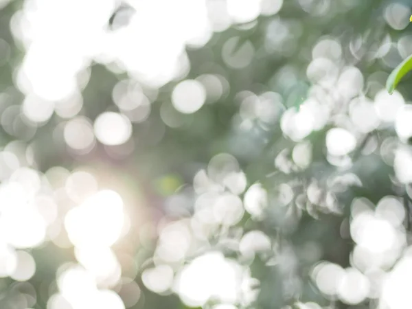 アブストラクト天然ボケ日光背景木写真 — ストック写真